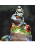 crapaud46