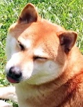 liseron